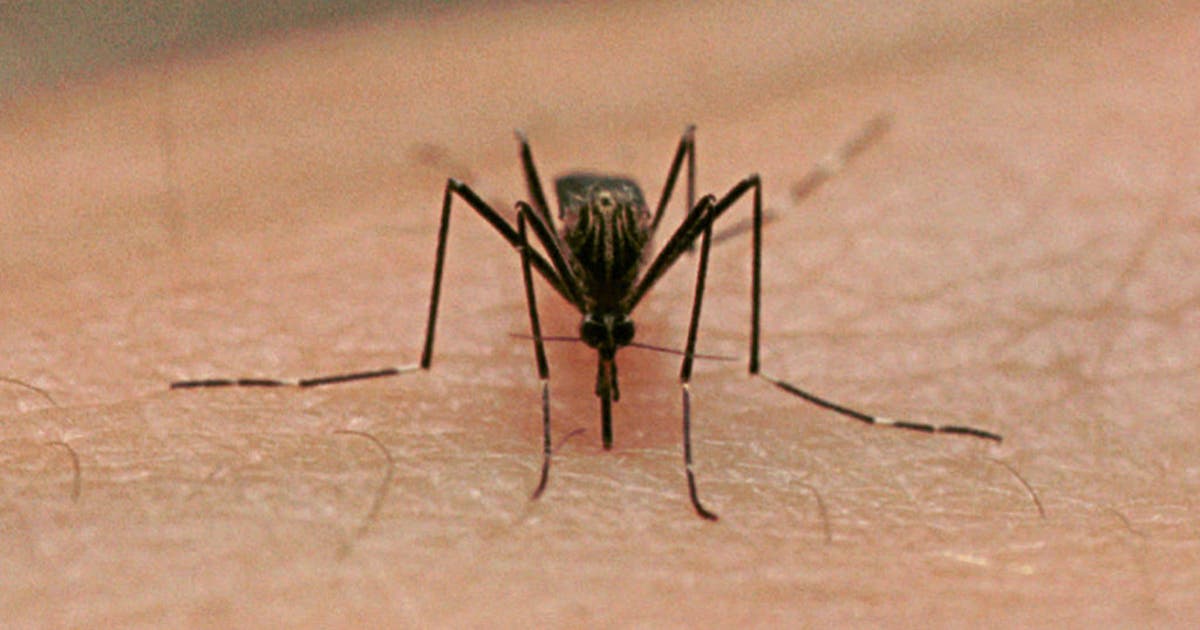 First West Nile-positive mosquitos of 2026 confirmed in Tarrant County