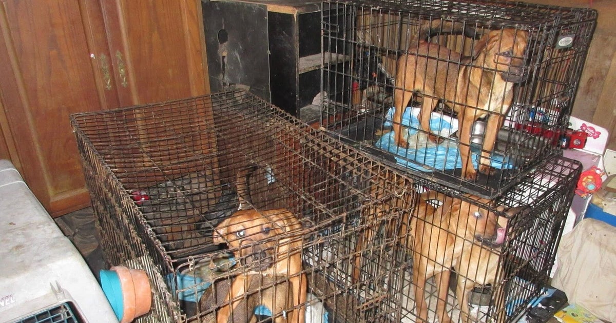 125+ dogs rescued from Ellis County hoarding site
