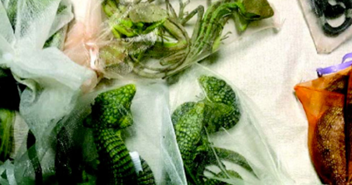 California man sentenced to 5+ years for smuggling 1,700 reptiles