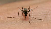 Dallas County reports first human case of West Nile virus