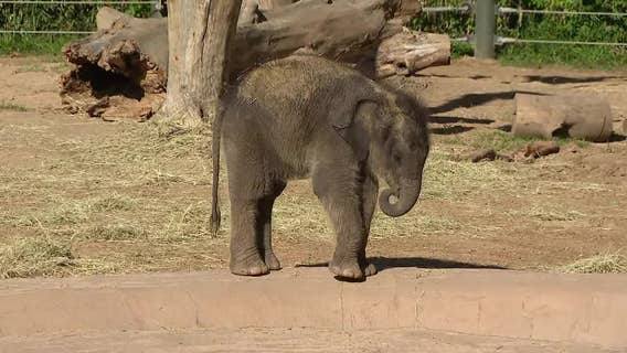 Fort Worth Zoo welcomes new baby elephant with a truly Texas name