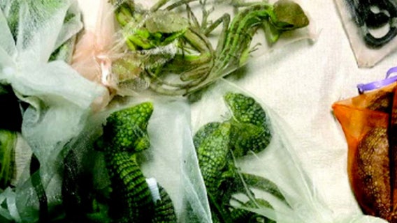 California man sentenced to 5+ years for smuggling 1,700 reptiles through El Paso border