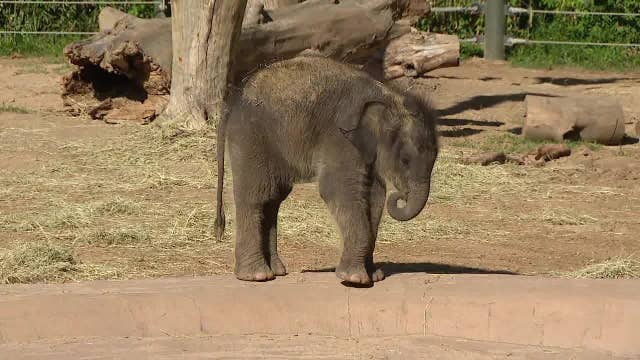 Fort Worth Zoo welcomes new baby elephant with a truly Texas name