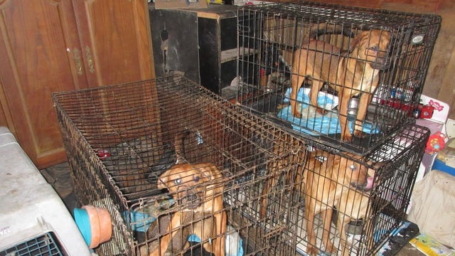 125+ dogs rescued from Ellis County hoarding site