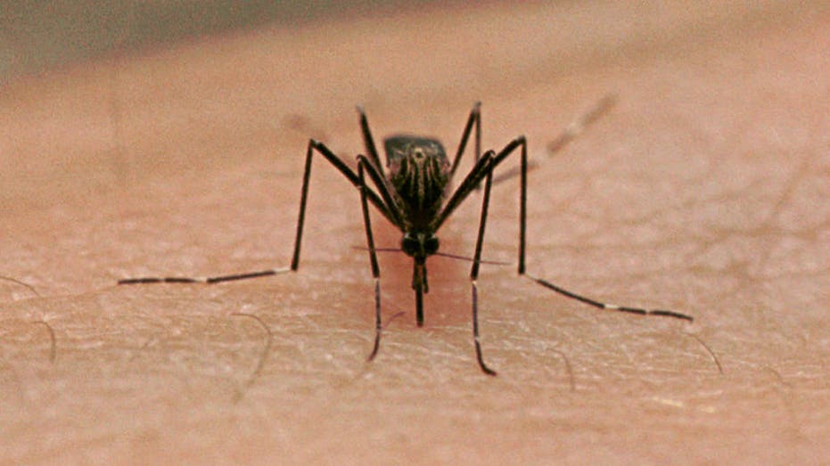 Dallas County reports first human case of West Nile virus — FOX 4 Dallas