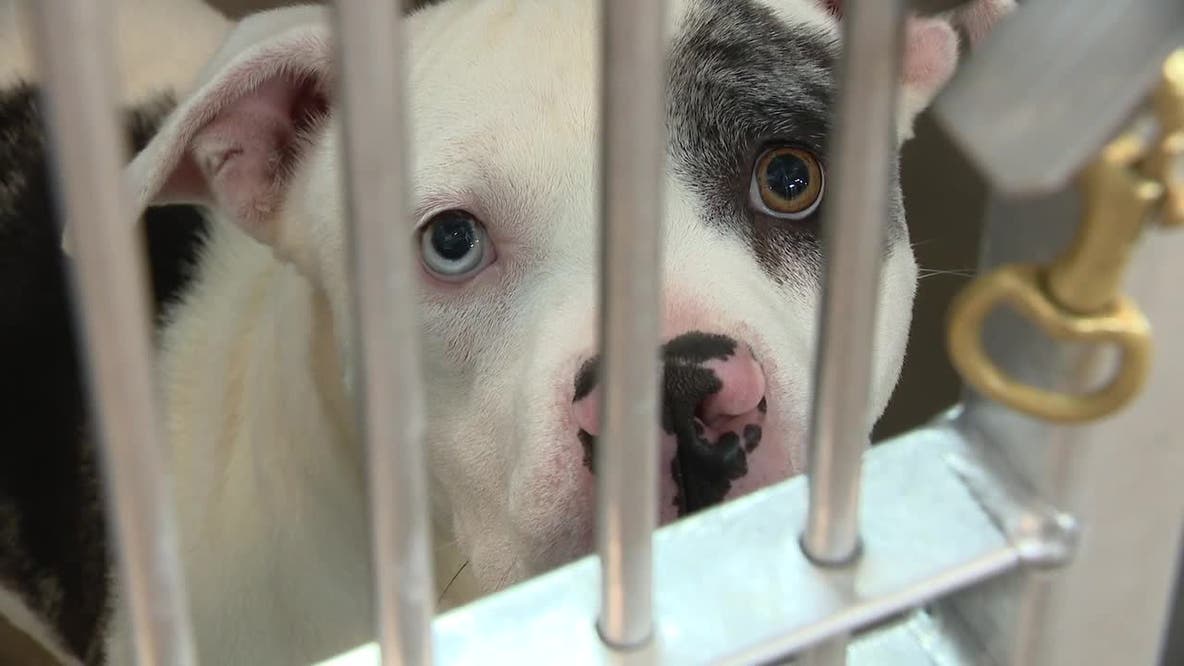 Fort Worth animal shelter reaches critical capacity, moves pets to outdoor enclosures