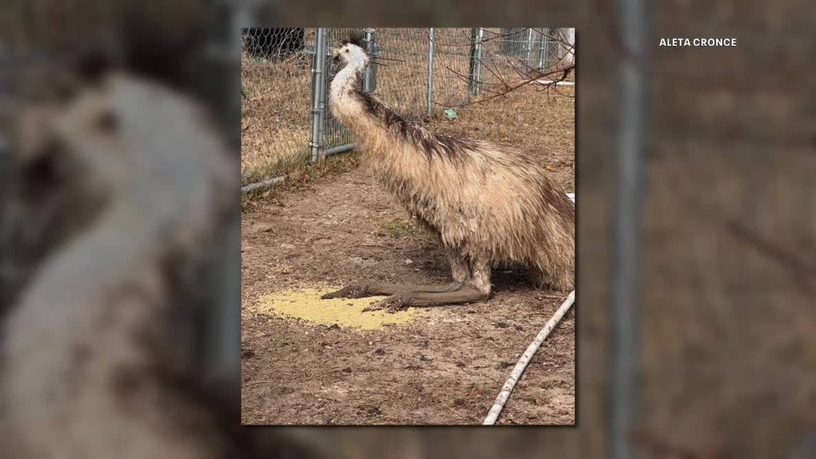 Emu loose after escaping North Texas home