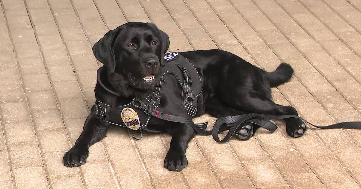 Meet Tessa, Royse City PD's new electronics detection dog