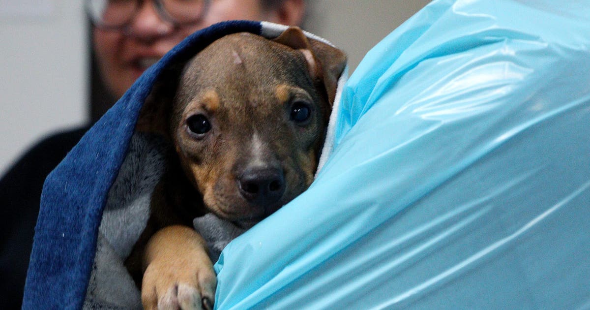 11 dogs seized from Sulphur Springs home in animal cruelty case