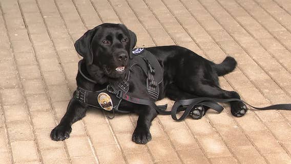 Meet Tessa, Royse City PD's new electronics detection dog