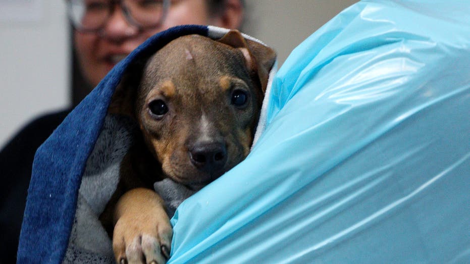 11 dogs seized from Sulphur Springs home in animal cruelty case — FOX 4 Dallas