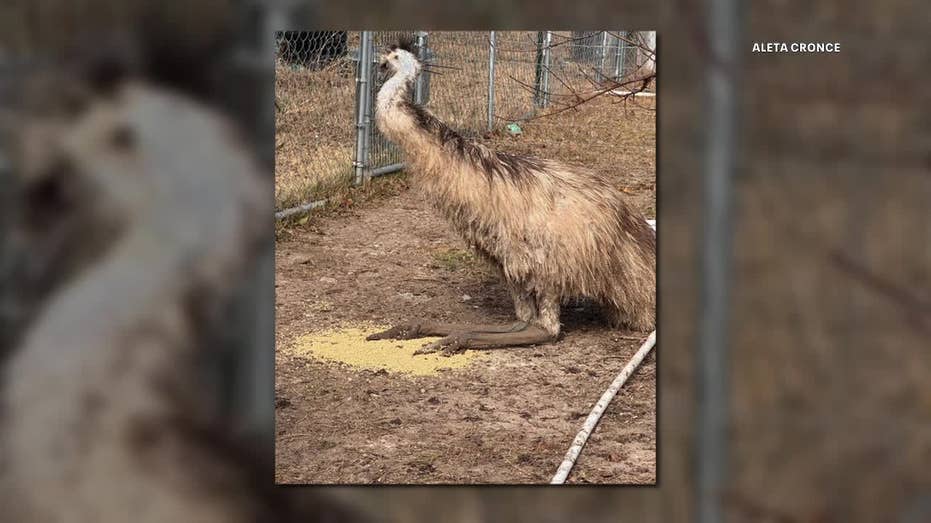 Emu loose after escaping North Texas home — FOX 4 Dallas