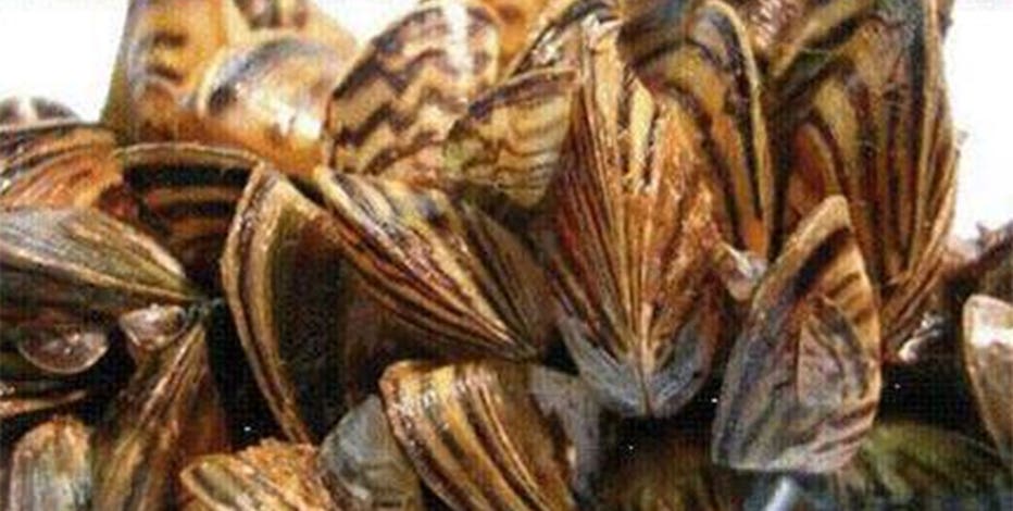 Texas lake 'infested' with invasive species, officials say