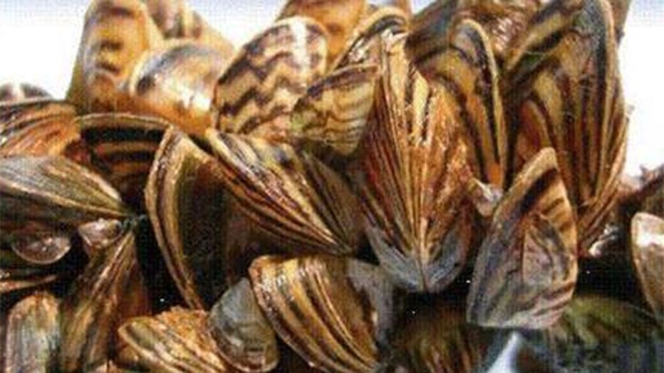 Zebra mussels