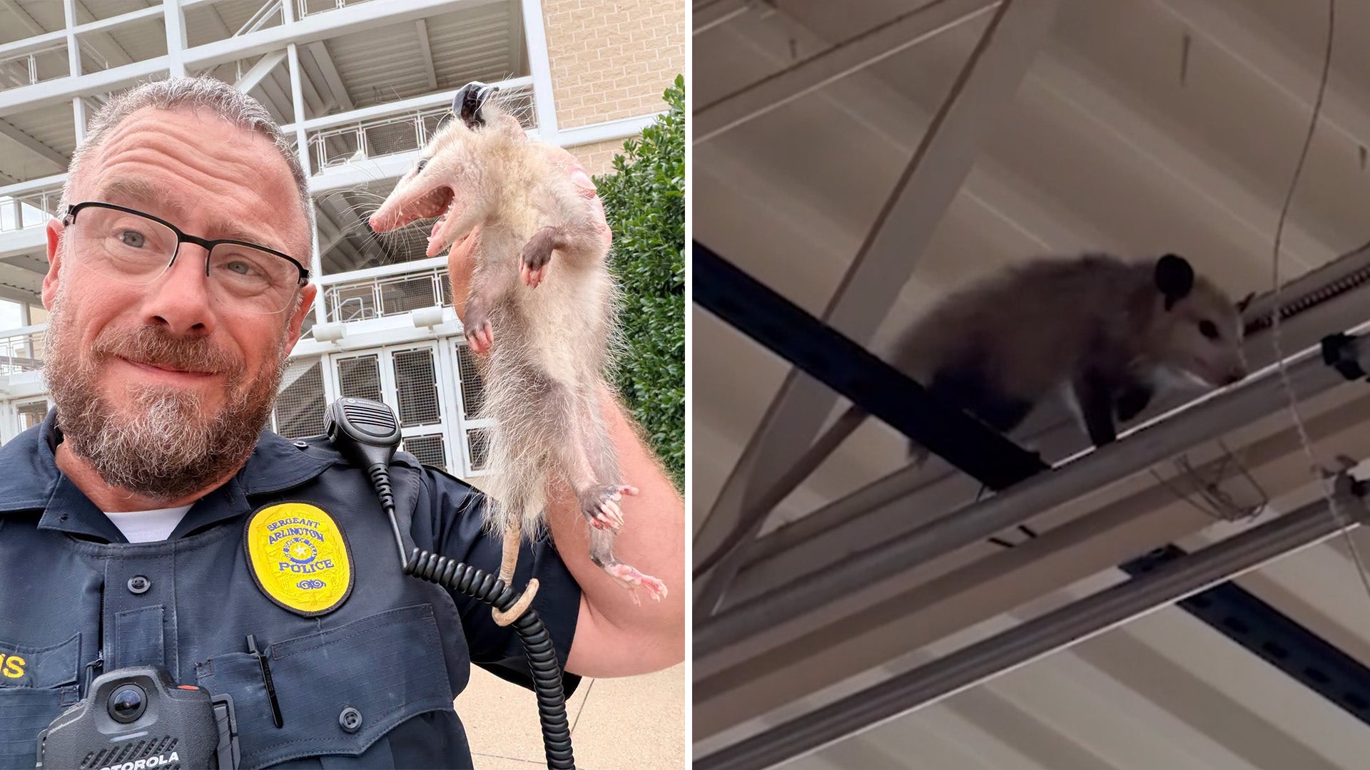 Opossums go shopping, removed from multiple Tarrant County stores