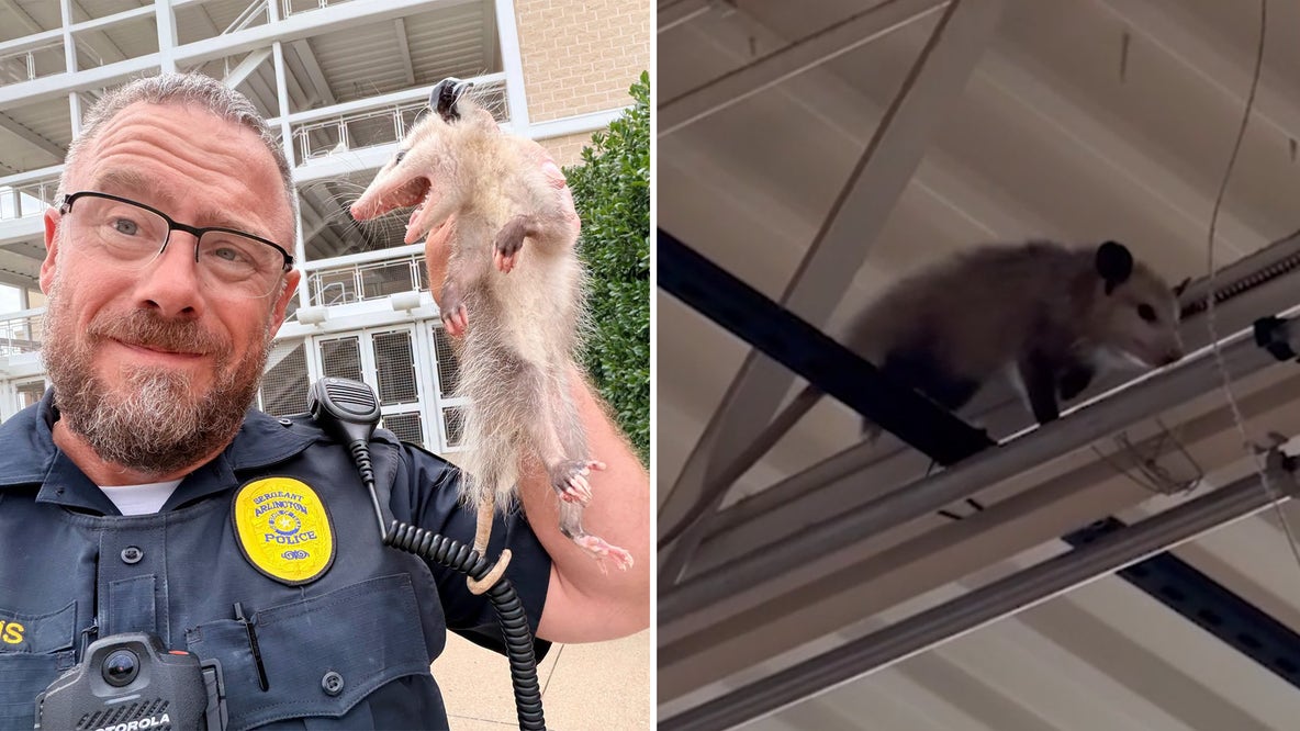 Opossums go shopping, removed from multiple Tarrant County stores