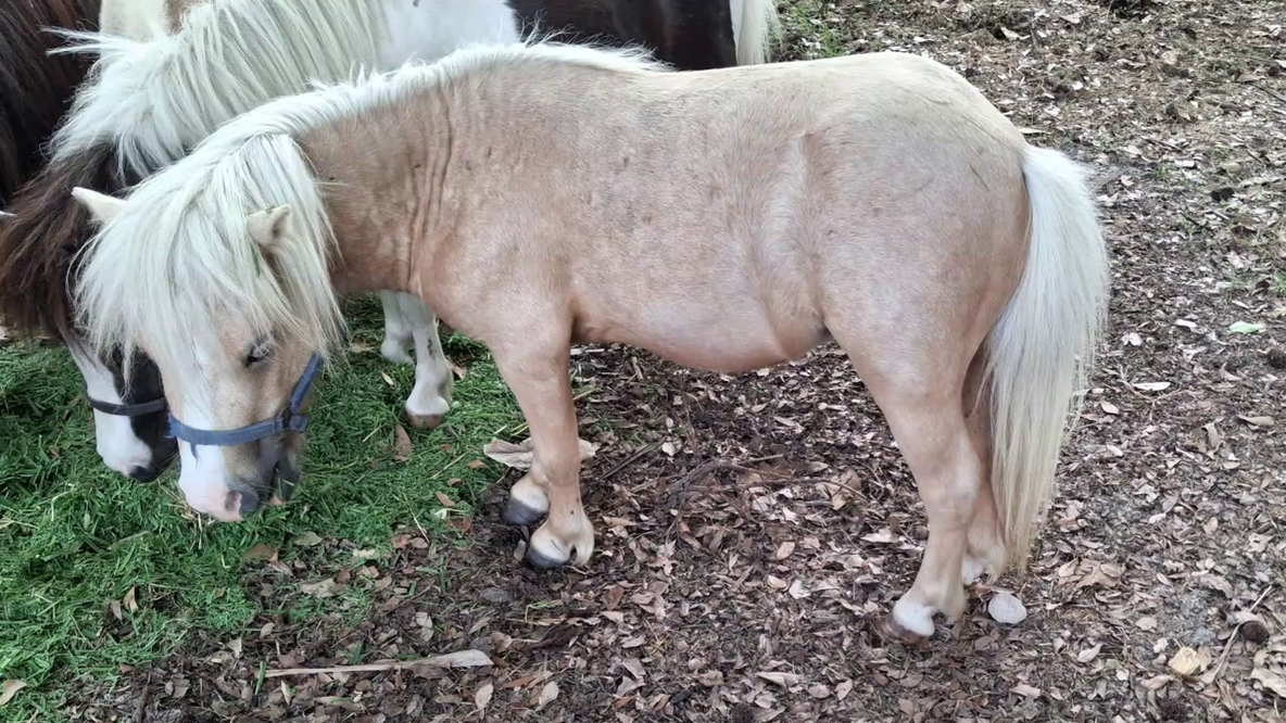 Texas miniature horse breeder desperate to get stolen horse back home