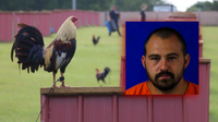 Van Zandt County cockfighting raid leads to the seizure of nearly 200 roosters and one arrest