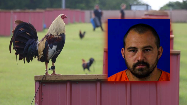 Van Zandt County cockfighting raid leads to the seizure of nearly 200 roosters and one arrest