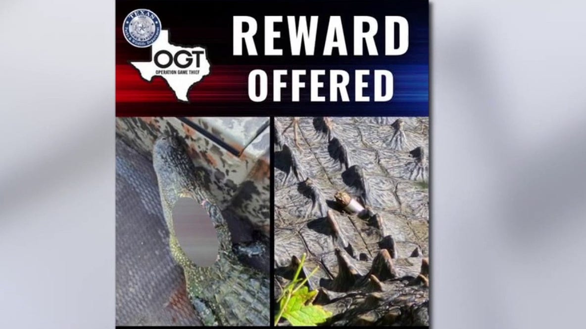 Texas game wardens offer $1,000 reward after 3 alligators shot at Fort Worth Nature Center