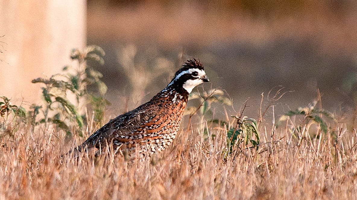 Texas wildlife officials acquire new wildlife management area in Stephens County