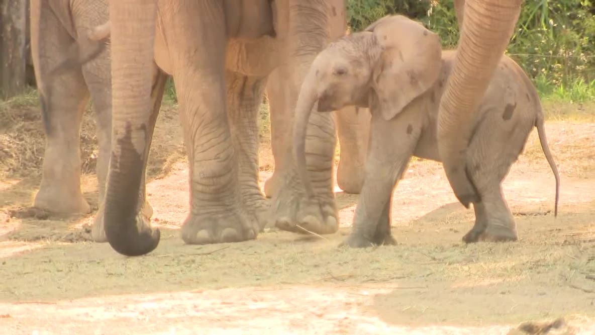 Dallas Zoo’s new baby elephant makes public debut