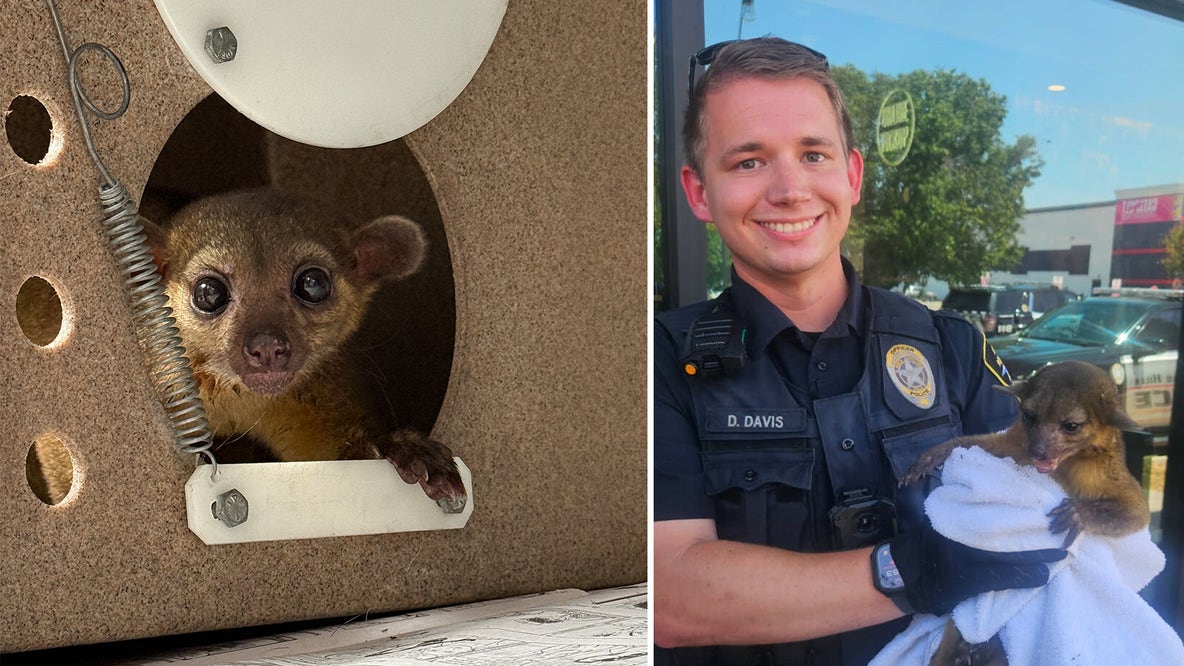 North Richland Hills police officer rescues exotic kinkajou from summer heat