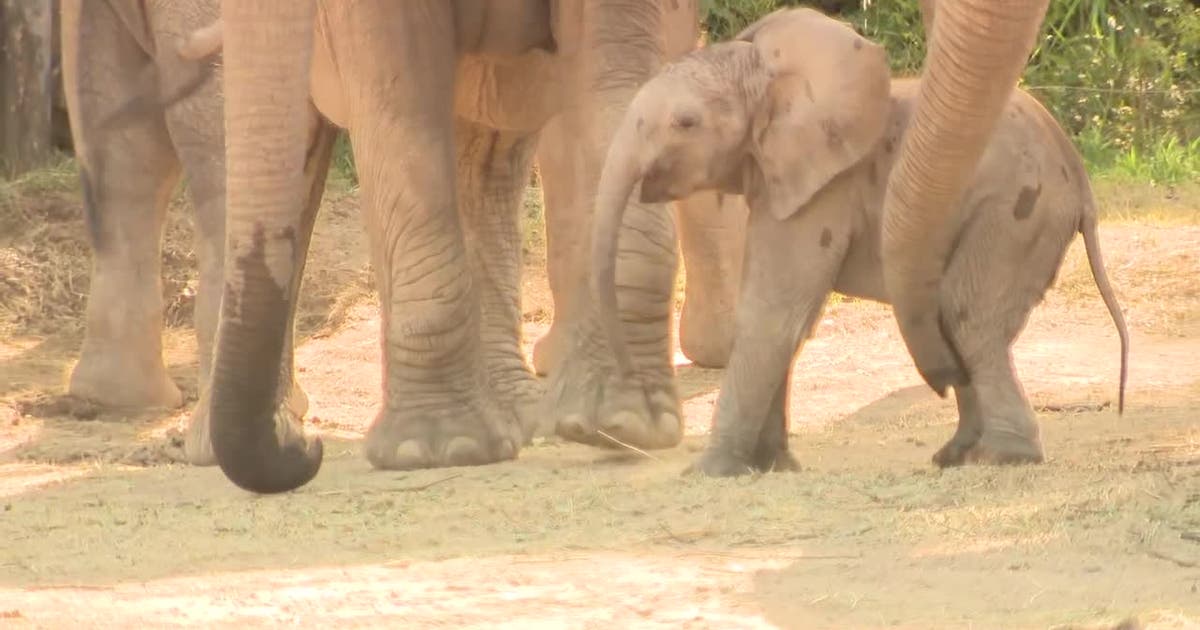 Dallas Zoo's new baby elephant makes public debut