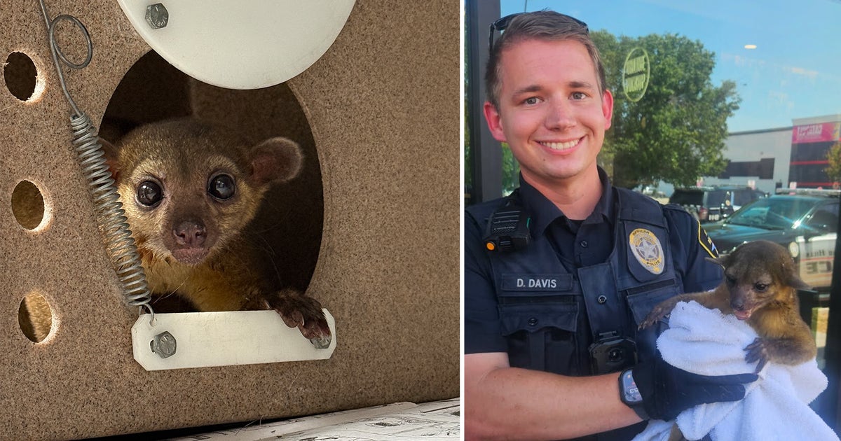 North Richland Hills police officer rescues exotic kinkajou from summer heat