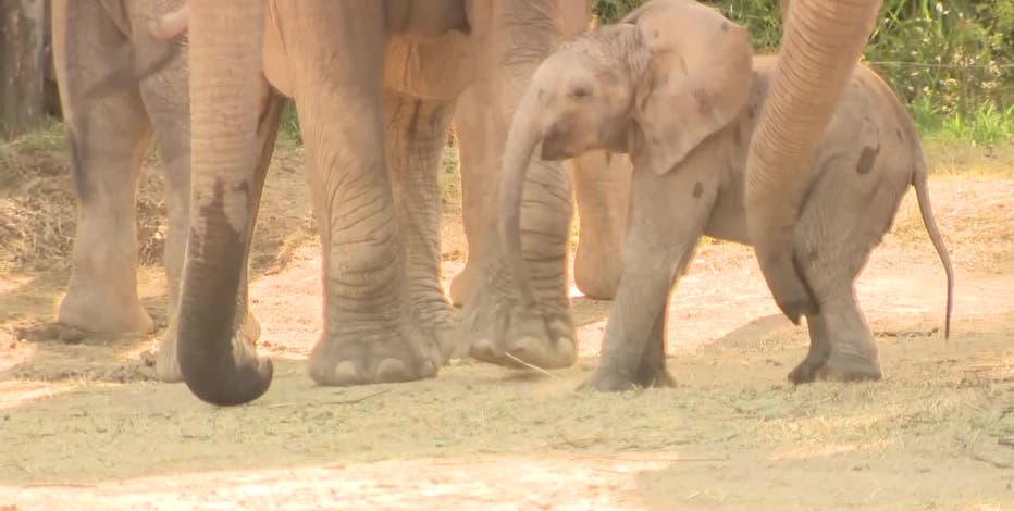 Dallas Zoo’s new baby elephant makes public debut