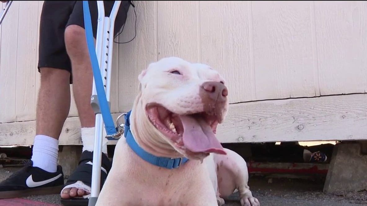 Dallas shooting victim reunited with dog