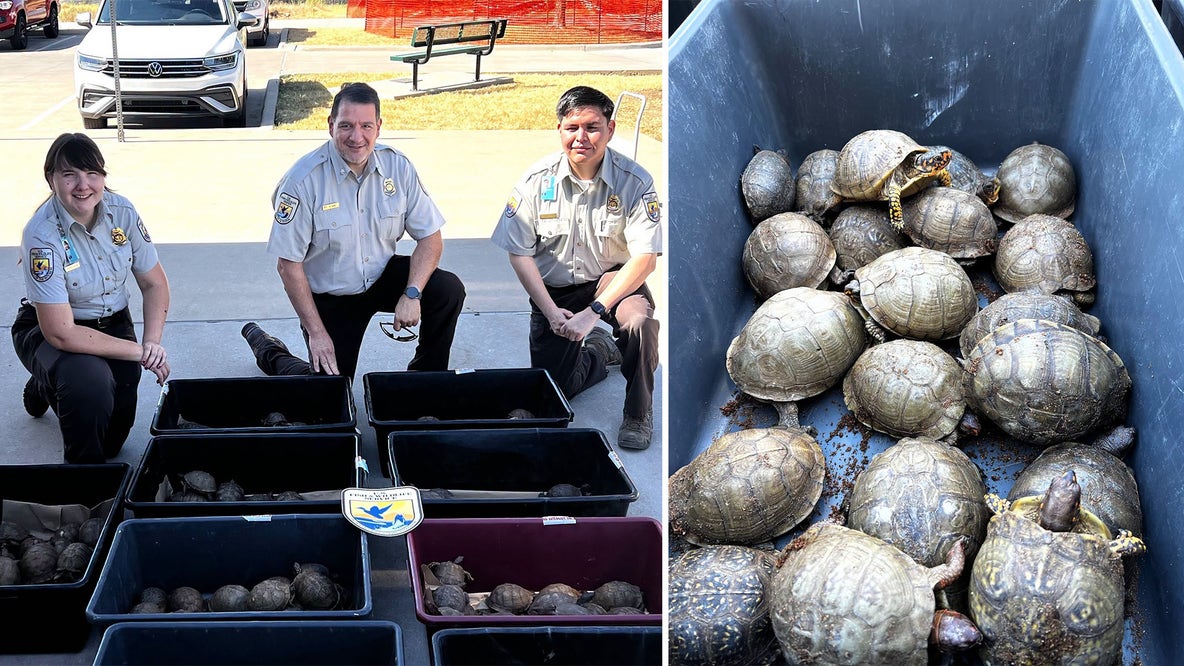 Nearly 200 turtles recovered in Denton after attempted FedEx shipment
