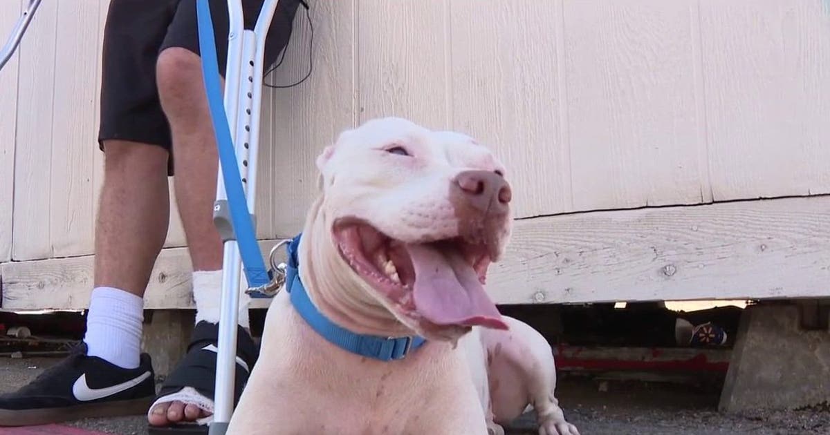 Dallas shooting victim reunited with dog