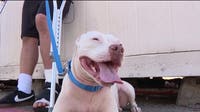 Dallas shooting victim reunited with dog