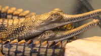 Eight critically endangered gharials born at Fort Worth Zoo