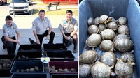Nearly 200 turtles recovered in Denton after attempted FedEx shipment