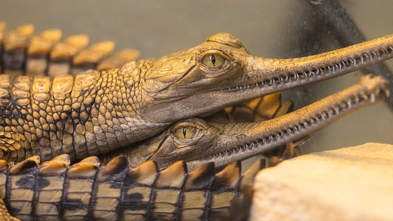 Eight critically endangered gharials born at Fort Worth Zoo