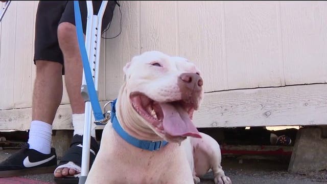 Dallas shooting victim reunited with dog