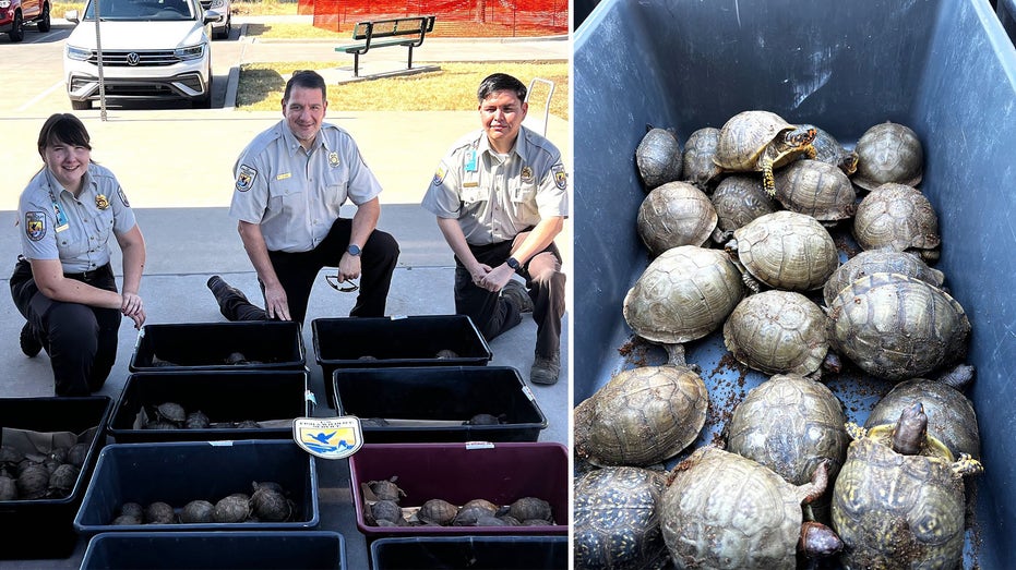 Nearly 200 turtles recovered in Denton after attempted FedEx shipment