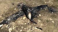 Pilot killed in small plane crash in Fort Worth