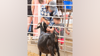 Nine E. coli cases in Dallas possibly tied to State Fair of Texas petting zoo
