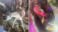 Plano firefighters rescue escaped horse from drainage ditch