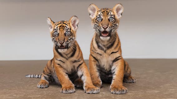 Fort Worth Zoo welcomes twin Sumatran tiger cubs