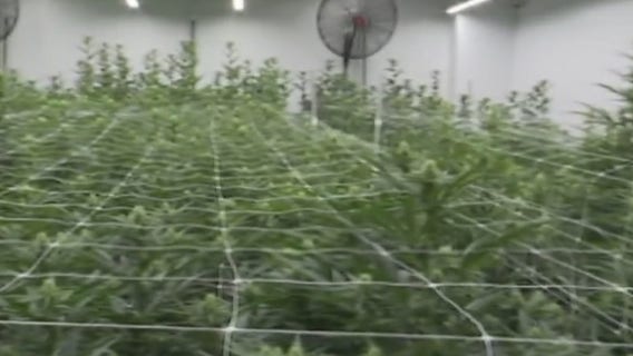 2 companies granted licenses to produce medical cannabis in Georgia