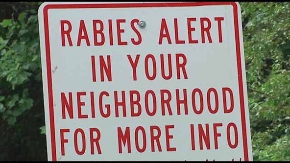 Hall County cat positive for rabies, officials say