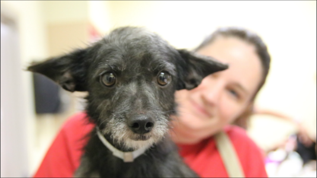 Georgians invited to Governor's Mansion for pet adoptions