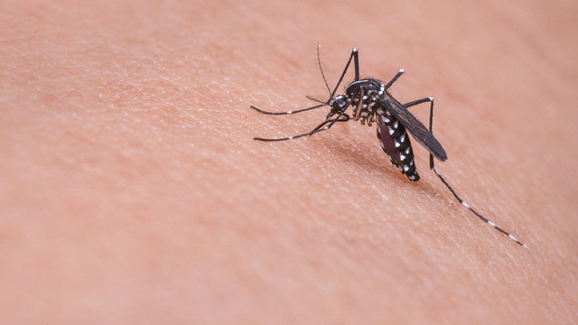 More mosquitoes test positive for West Nile virus in DeKalb County