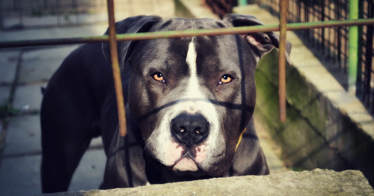 63 dogs seized from suspected Georgia dog fighting operation | FOX 5 ...