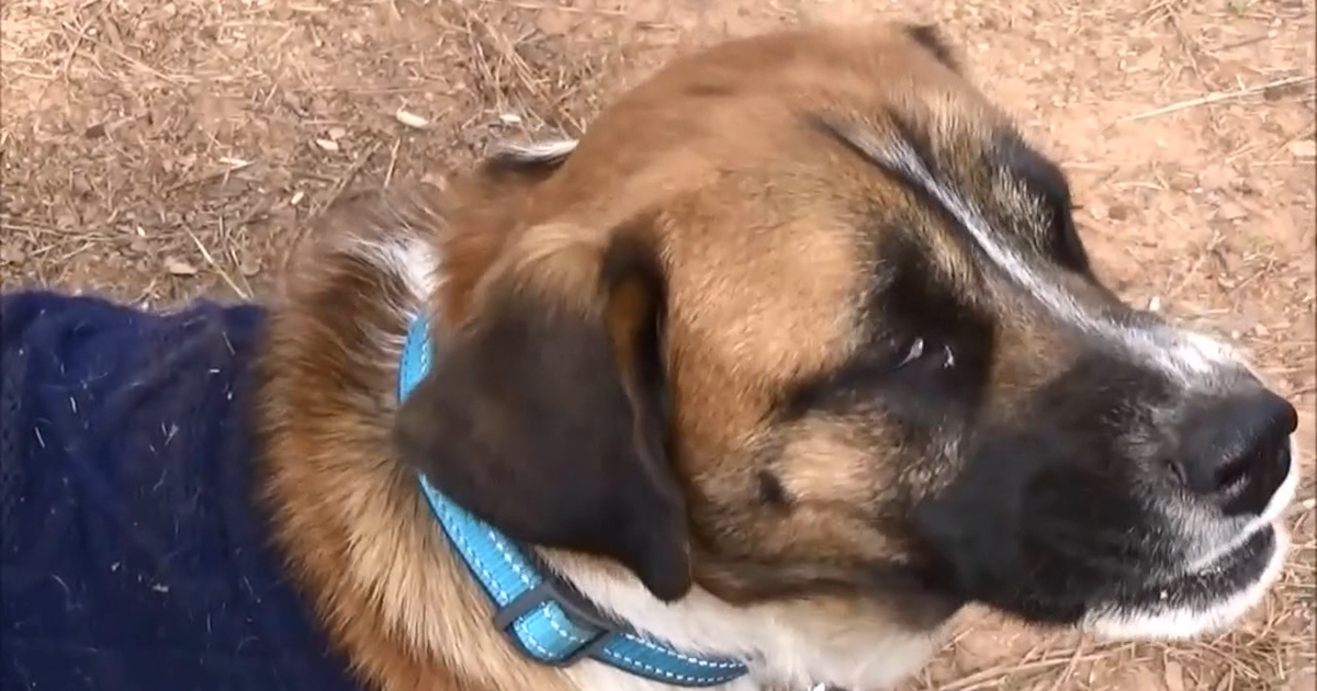 Dog injured in Newnan house fire gets help | FOX 5 Atlanta