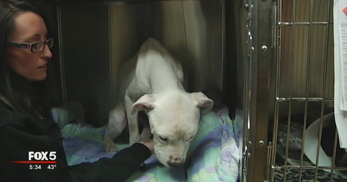 Dog abuse investigation underway in Cobb County | FOX 5 Atlanta